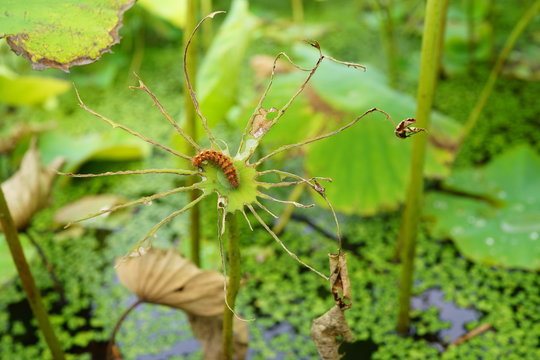 虫食い　蓮の葉　毛虫　ロータスガーデン　行田　古代蓮　害虫