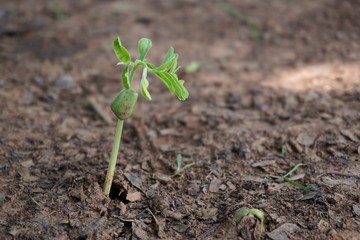 young tamarind tree