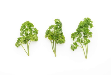 Fresh Parsley on white