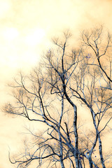 Focus blur branches bare nature