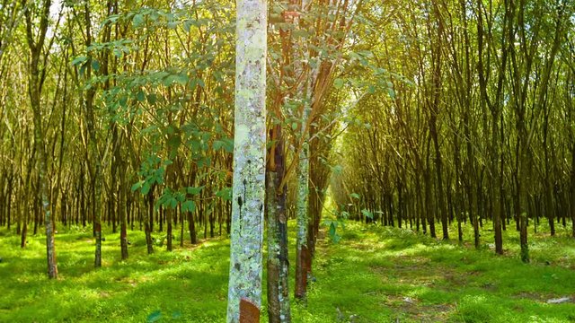 Video 1080p - Young hevea trees planted in nearly perfect rows, extending to the limit of vision. Tracking from left to right.