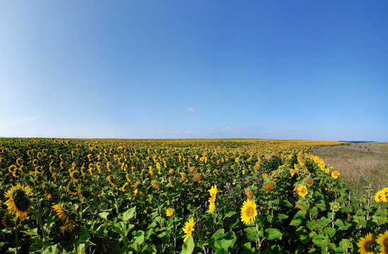 Panorama field of sunflowers