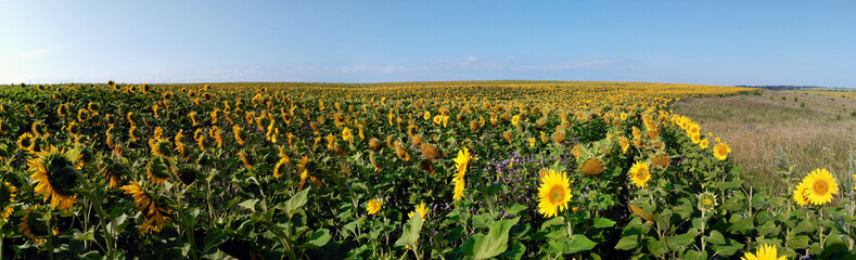 Panorama field of sunflowers