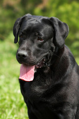 Fototapeta na wymiar Beautiful purebred black Labrador glistens in the sun