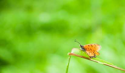 the beautiful butterfly on grass public park, Thailand.