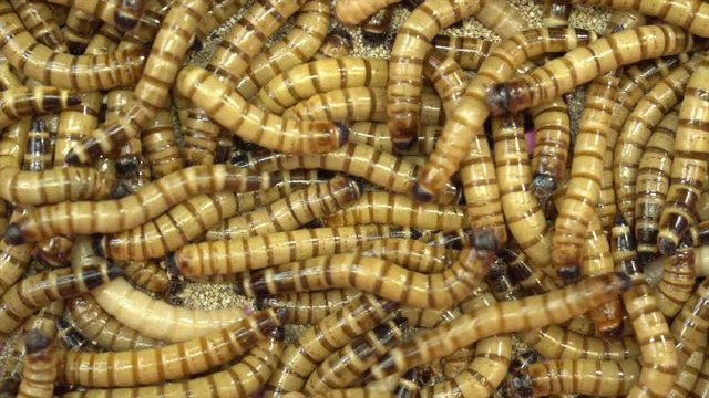 mealworm in a tray