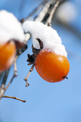 姫路市夢前町の柿の木と雪

