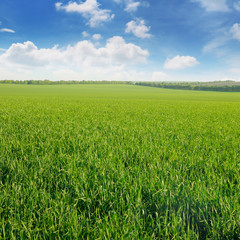Obraz na płótnie Canvas green field and blue sky with clouds