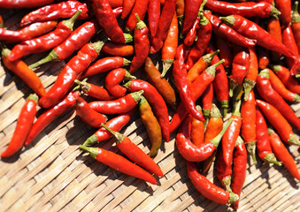 乾燥中の鷹の爪