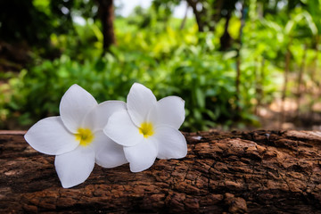 Frangipani Flower on a log and blurry background