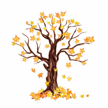 Isolated watercolor dry tree on white background. Fall, autumn, spring nature. Fine tree. Yellow leaves falling.