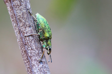 Rhagium inquisitor