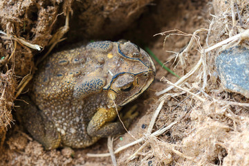  toad in Thailand