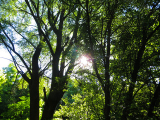 Green forest on summer