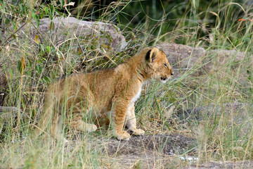 Lion cub in the wild