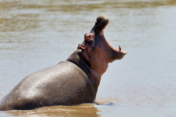 Hippo on lake in Africa