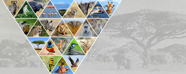 Fototapety  Photo collage african animals. Travel concept