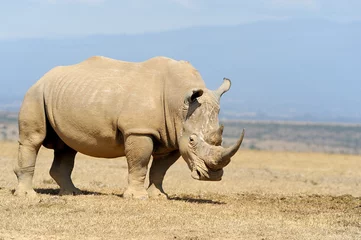 Crédence de cuisine en verre imprimé Rhinocéros Rhino dans la savane en Afrique