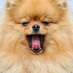 Brown pomeranian dog