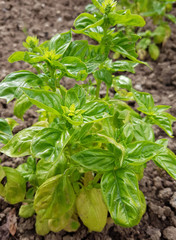 Basilikum; Ocimum; basilicum; Heilpflanze