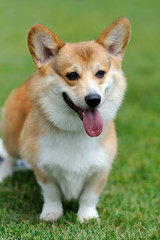 Welsh Corgi dog