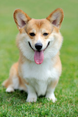 Welsh Corgi dog