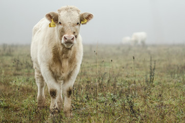 Cows in mist