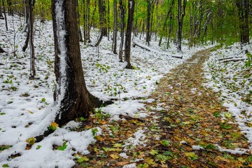 Maple wood covered with the first snow and fallen leaves
                       