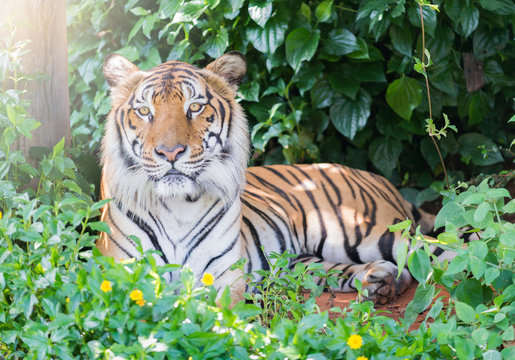 Big Bengal tiger