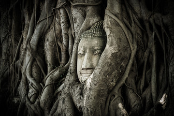 A buddha face in an ancient root.