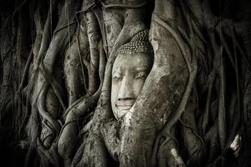 Crédence de cuisine en verre imprimé Bouddha A buddha face in an ancient root.