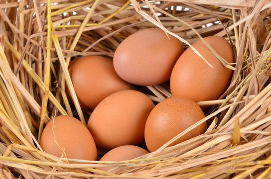 a pile of brown eggs in a nest isolated on a white background