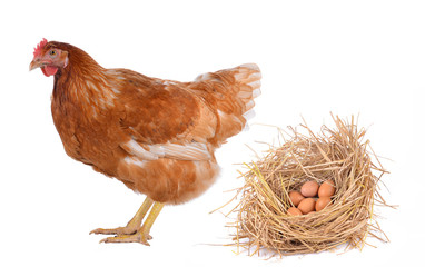 Hen eggs isolated on white background.