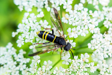 Wasp sits the flower eating nectar.  Insect with yellow and black abdomen and a sting. The world wildlife stinging insects.