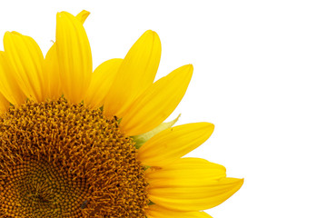 Naklejka premium sunflower isolated on white background,with copyspace
