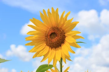 Rolgordijnen sunflowers © sosnytskyi