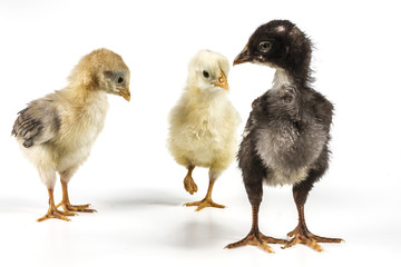 Meeting Of Chickens