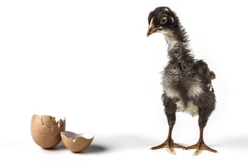 The Broken Egg