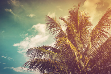 coconut palm tree and sky in summer with vintage toned.