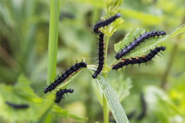 Caterpillar butterfly Peacock eye.