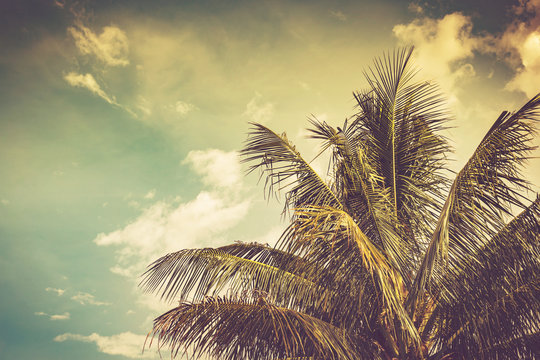 coconut palm tree and sky in summer with vintage toned.