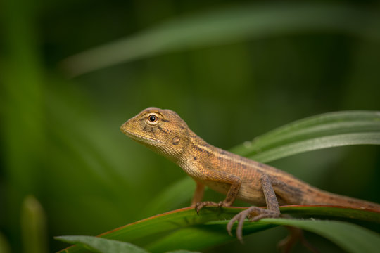 Brown baby native lizard or chameleon on the grass.