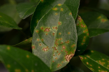 Canker is a disease plant found in citrus plants.