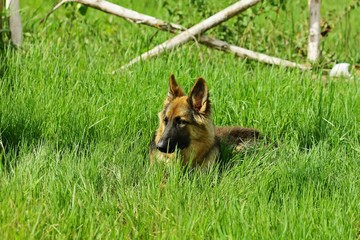 The German Shepherd , Dog