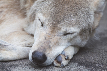 Obraz na płótnie Canvas 寝ているオオカミ