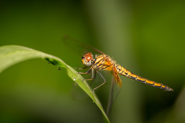 Dragonfly on the green plant in a garden