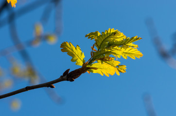 Young oak leaves in the spring