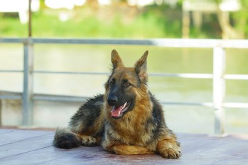 The German Shepherd , Dog