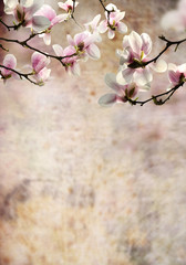 kwiaty magnolii © Tomasz