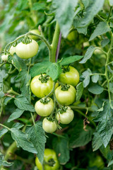 green tomatoes growing on the branches.